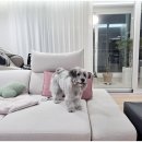 까까펫살롱 이미지