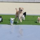 애견훈련소 보담 이미지