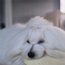 꼬똥몽드 이미지