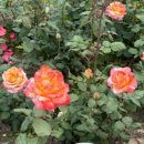 장미공원 화장실 이미지