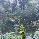 1월7일 울집거실에 핀 무궁화 자명 그리고 하와이무궁화황색동방품종 적색마나바품종 이미지