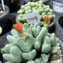 아울렛디씨