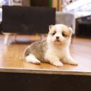 미니펫 강아지분양 고양이분양 부천점 이미지