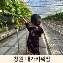 경남 창원 아이와 딸기 체험 내가키워팜 재방문 깡통열차 후기
