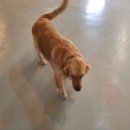 발리애견호텔 이미지