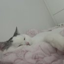 신흥로지선 이미지