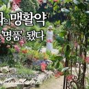 산림청선정 '최고의정원상'받은 정원사가 슥, 내민 그 꽃!/노지월동되는 야생화34종소개 이미지