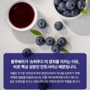 열매푸드 | 헬시플레저 식단의 완성! 수퍼푸드 블루베리 안토시아닌 효능 및 하루 권장량 총정리