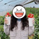 청춘베리팜 광주 전남 담양 딸기체험 후기/주차위치