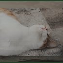 팔달대교 야경 이미지