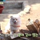 밍키 Daum카페