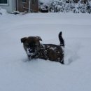 하룻 강아지 이미지