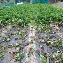 고구마 수확(소담미, 베니하루카, 달수) 이미지