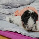 예삐네 착한 수제간식 이미지