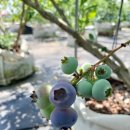 룰루베리오븐 이미지