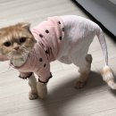 냥냥살롱 이미지