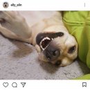 개스타