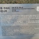 600살 뚝향나무 이미지