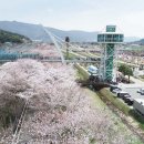 경남의 축제..진해군항제, 양상물금벚꽃축제, 거제공곶이 수선화축제 이미지