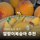 [고씨네농장] 맛있는 산지직송 프리미엄 말랑이복숭아 황도 솔직후기 (세척 꿀팁)