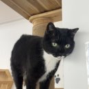 동물보육원 이미지