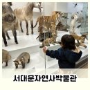명진자원환경 | 서대문자연사박물관 서울 실내 아기와 가볼 만한 곳 (할인 주차 후기)