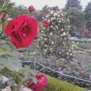 장미정원 이미지