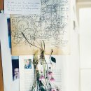 로단테(Rhodanthe) 이미지