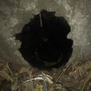 도그천사 이미지