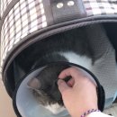 하단오거리 동물의료센터 이미지