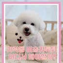 개성있냥 네이버블로그