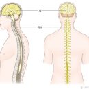 중추신경[ centralnerve, 中樞神經 ] 이미지