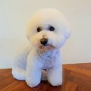 눈이부시개 | 주안애견미용 눈이부시개 다녀온 솔직 후기