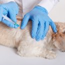 꼬리치는 강아지 이미지