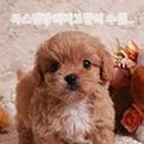 독스캣 강아지고양이 수원점 이미지