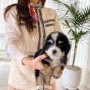 아이퍼피 이미지