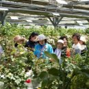 경기꽃화훼 이미지