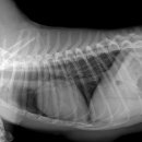 삼화 우수한 동물병원 이미지