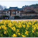 수선화 이미지