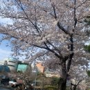 홍스김밥 | 부천 홍스떡볶이 상동점 (홍스김밥, 라면 후기)