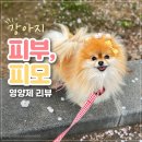 (의)강릉아나병원 | [아나포유] 아나포유 알앤유 강아지 피부, 피모 영양제 급여 시작