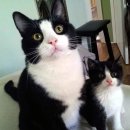 고양이집사 이미지