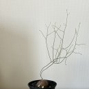 언리밋룸