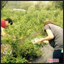 솔로몬농장 이미지