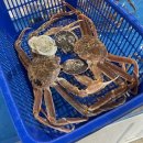 기장대게 | 부산 기장시장 맛집추천, 기장명품대게 방문후기