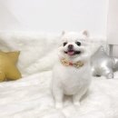 도그반하다 이미지