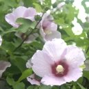 삼천리(아) 이미지