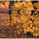 기린공원(오목대) 이미지