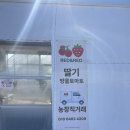 서천농장 | 배달가능 딸기맛집 대추방울토마토 서천스마트팜 농장직거래 쓰레드맛집 서천토마토딸기농장 내돈내산후기