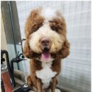 우리집 똥강아지 | 전주애견호텔 댕댕이 우리집똥강아지에 맡기고 마음 편히 휴가 떠나자